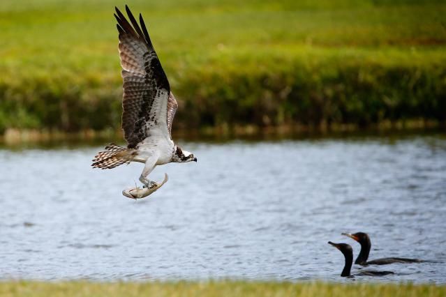 wildlife biologist college