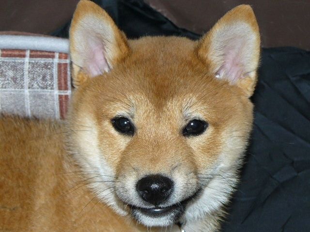 3 Meses 柴犬 可愛い 柴犬 子犬 子犬 3 Meses 柴犬 可愛い 柴犬 子犬 子犬