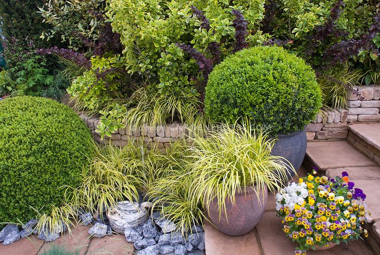 Find Some Euonymus For Your Garden