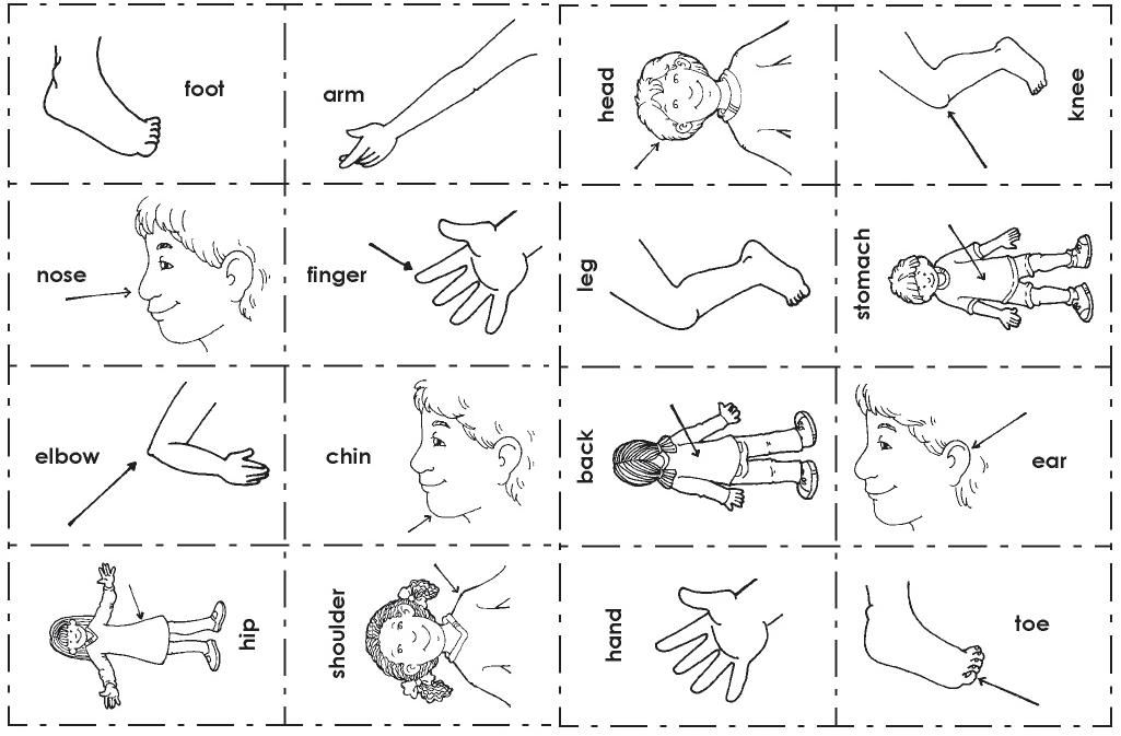 Partes del cuerpo humano en ingles para imprimir
