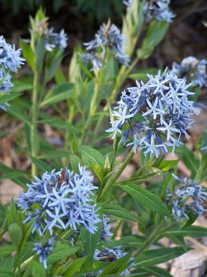 Amsonia Tabernaemontana Var Salicifolia Plants Beautiful