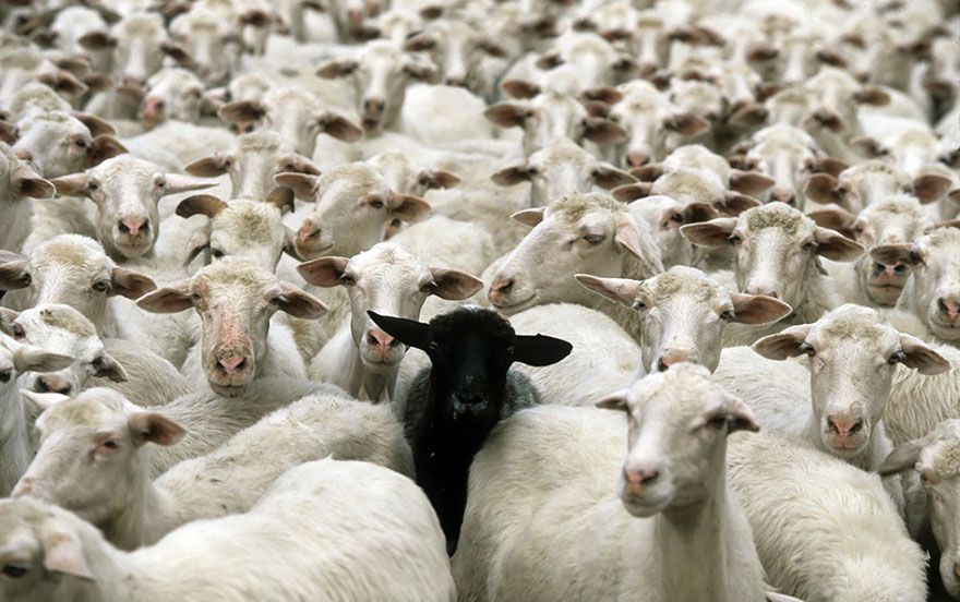 25 troupeaux de moutons qui vont vous donner envie de batifoler ...