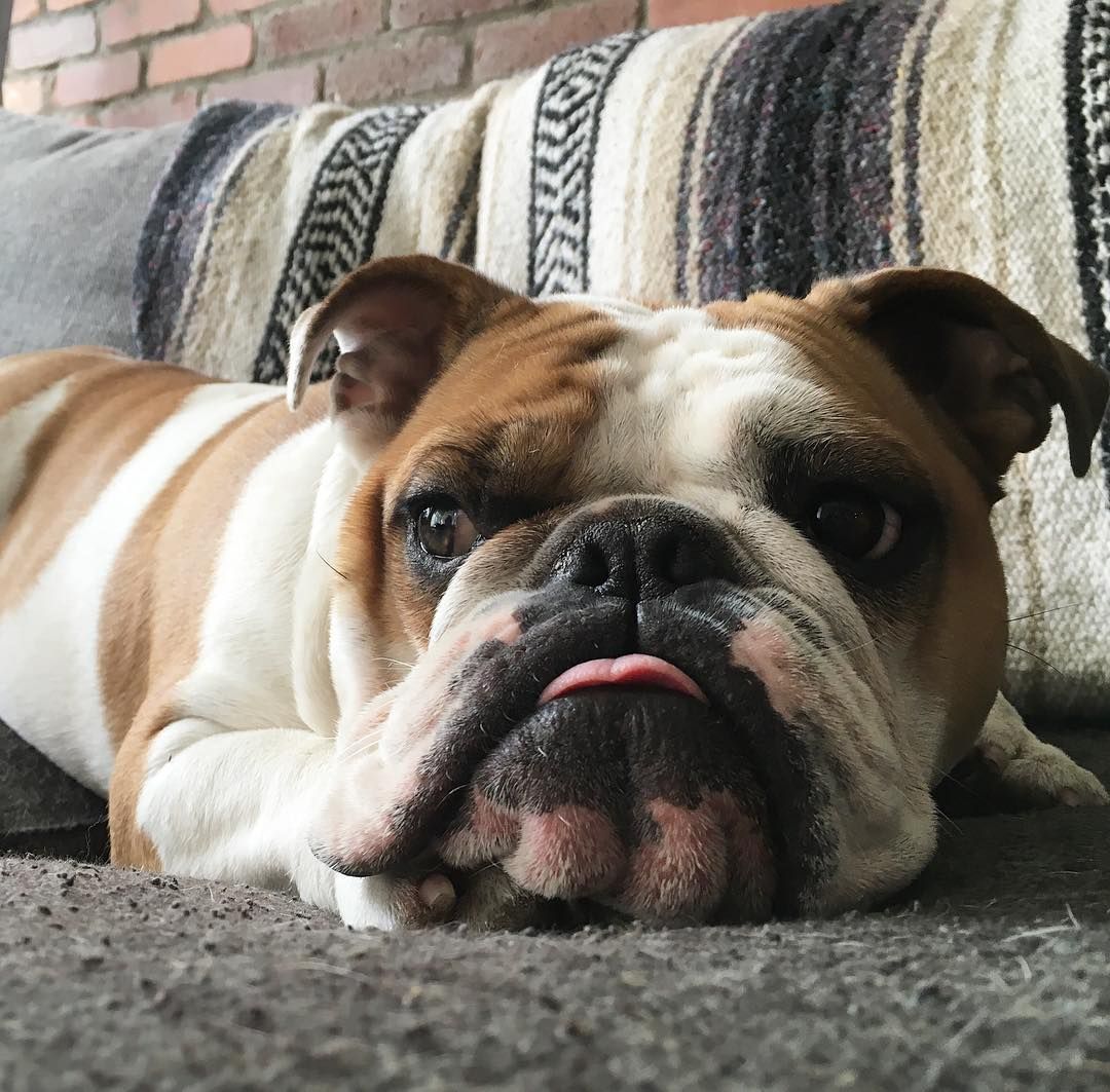 Pin On Bulldog World