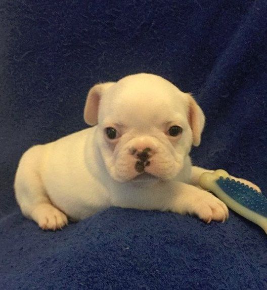 French Bulldog Puppy For Sale In Charleston Sc Adn 71409 On
