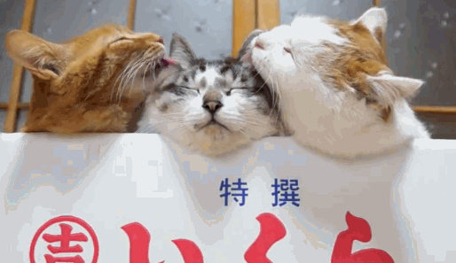 Not Actual Cat Porn Photo Checks Funny Cats Cute Cats Not Actual Cat Porn Photo Checks Funny Cats Cute Cats