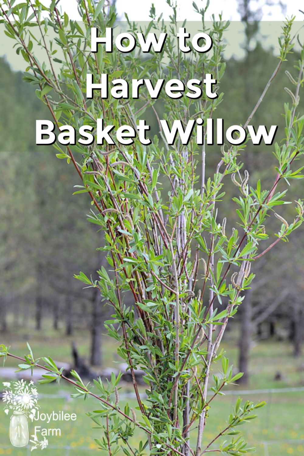 How to harvest basket willow from coppiced willow stools on your homestead