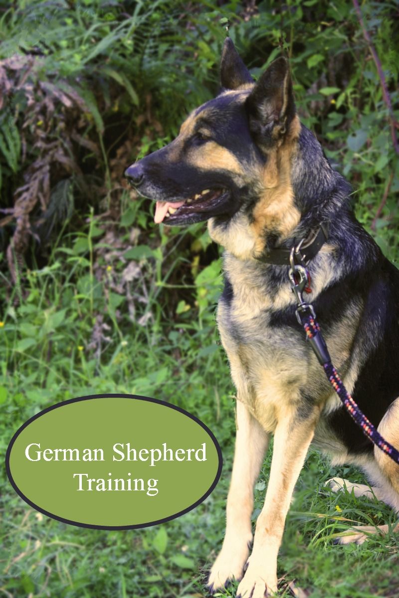 German Shepherd Dog Training What You Need To Know German