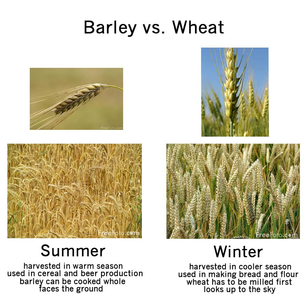 Barley And Wheat Difference barley-and-wheat-difference