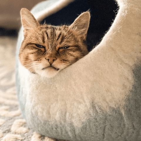 Cosychat Panier Pour Chat Douillet Cosy Chat Panier Chat Lit Pour Animaux Animaux Cosychat Panier Pour Chat Douillet Cosy Chat Panier Chat Lit Pour Animaux Animaux