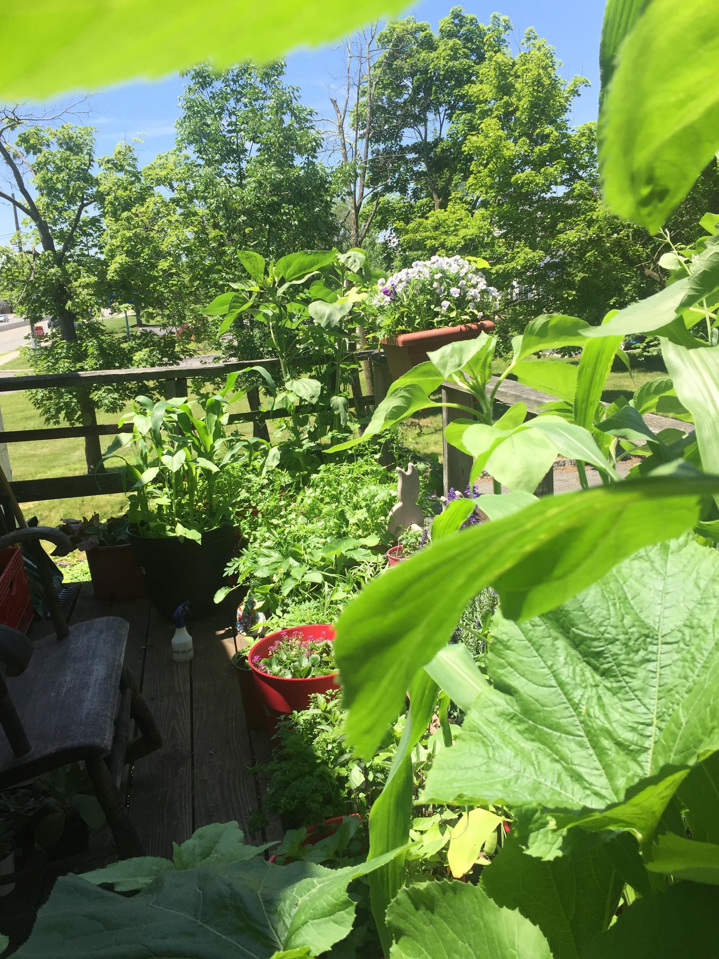 Deck Garden 2018 #Gardening #Garden #Diy #Home #Flowers #Roses # Deck Garden 2018 #Gardening #Garden #Diy #Home #Flowers #Roses #