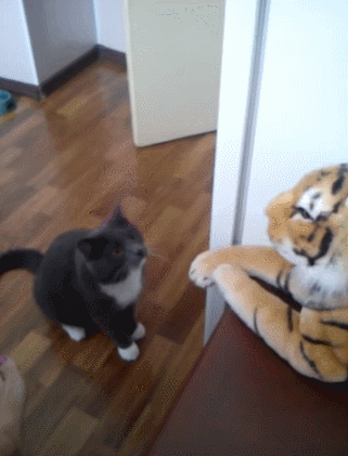 Direct Download Mediafire Movies 720p Small Size 300mb Videos De Gatos Divertidos Gatitos Divertidos Videos Divertidos De Animales