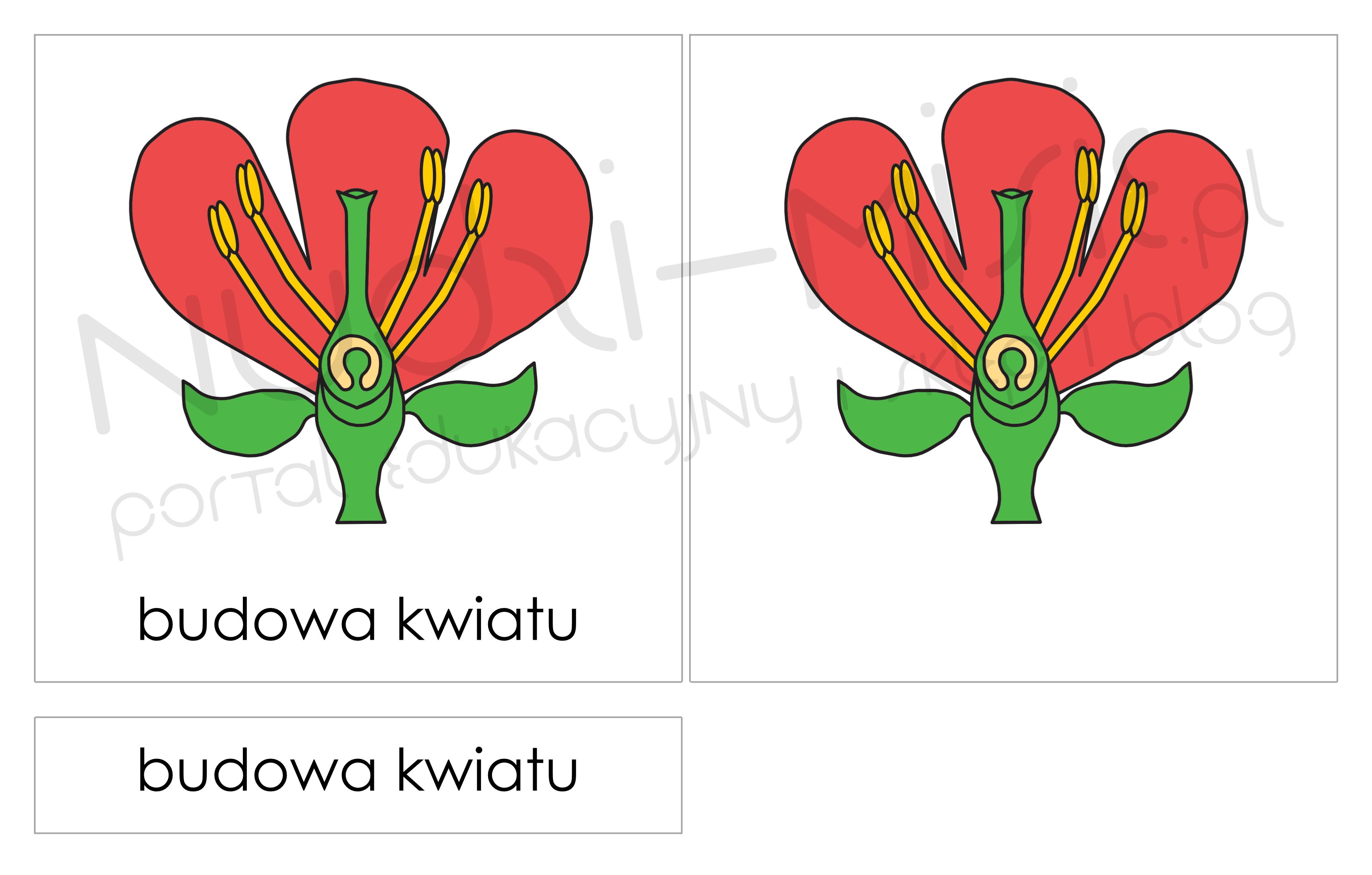 Budowa Kwiatu Dla Dzieci Budowa kwiatu – karty naukowe Montessori | Education, Montessori