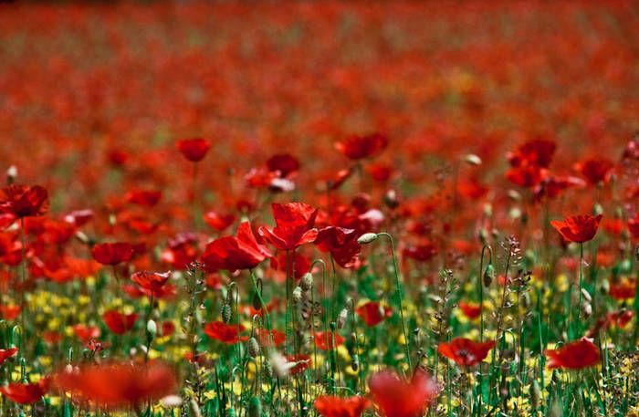 Taller GAP V2.0 - Ejercicio 08 "Destacar un elemento de un grupo" French Nursery, Anemone, Red Peppercorn, Poppies, Gap, Passion, Rule Of Thirds, Spotlight, Landscaping