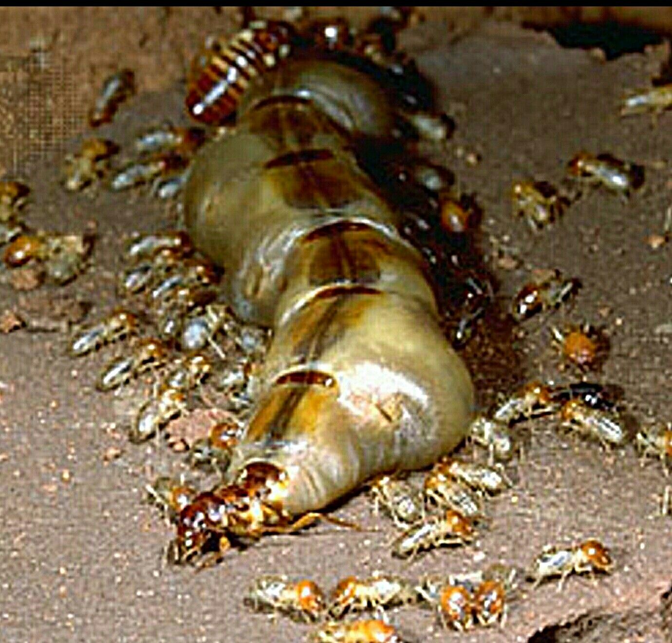 termite queen ant queens