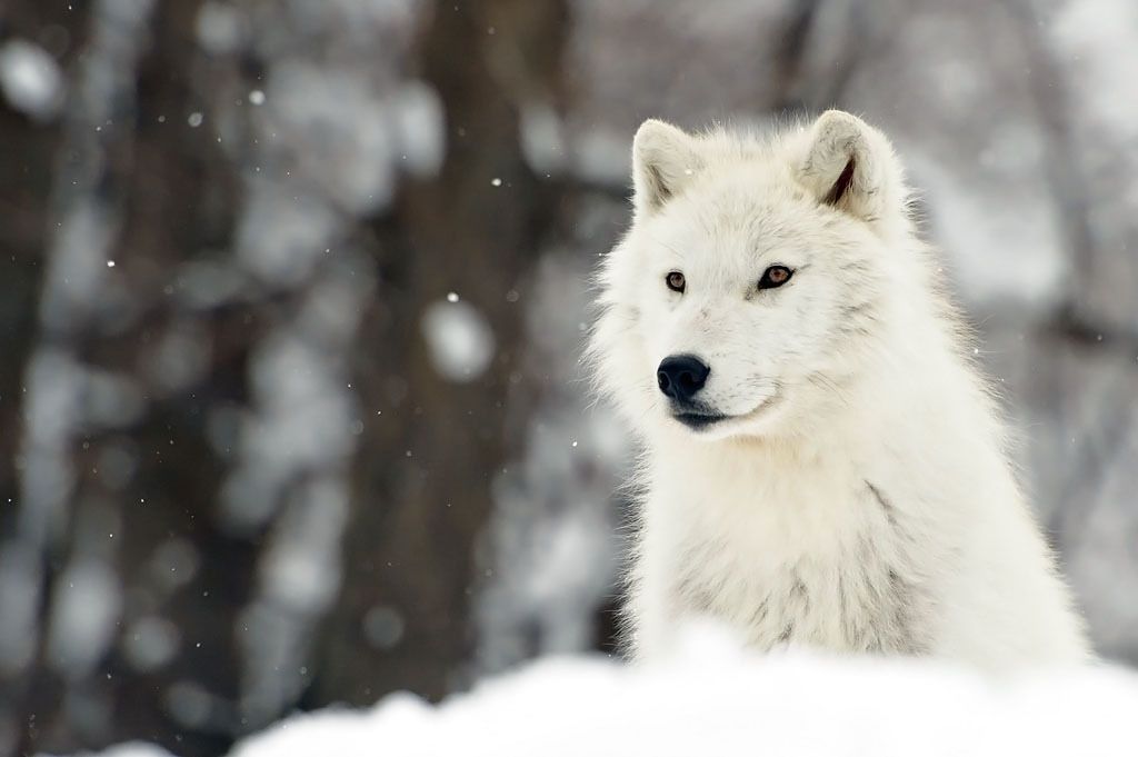 arctic wolf series arctic wolf series