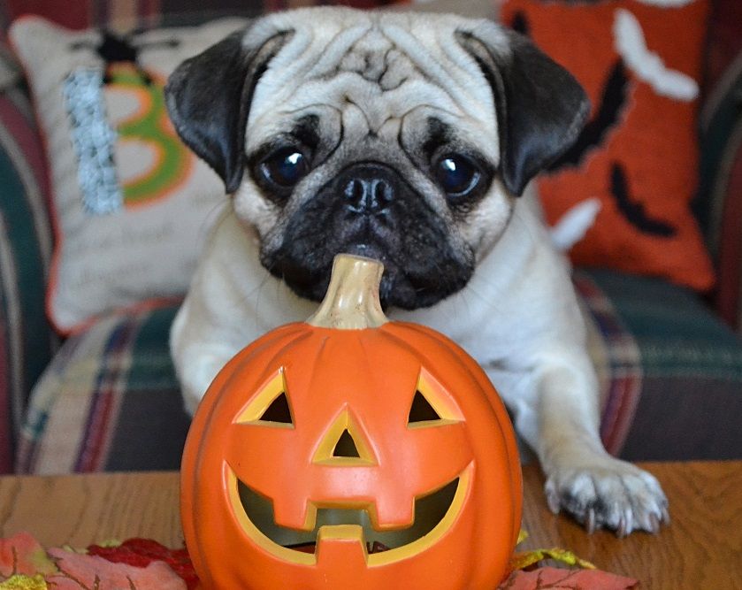 Best Of Doug The Pug Pet Safe Pugs Cute Funny Dogs