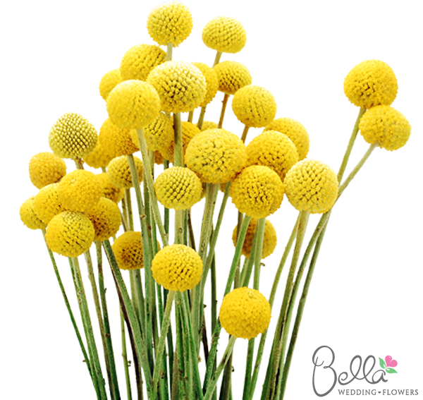Craspedia Billy Balls Billy Buttons Yellow Ball Flowers Billy Buttons Billy Balls Annual Flowers