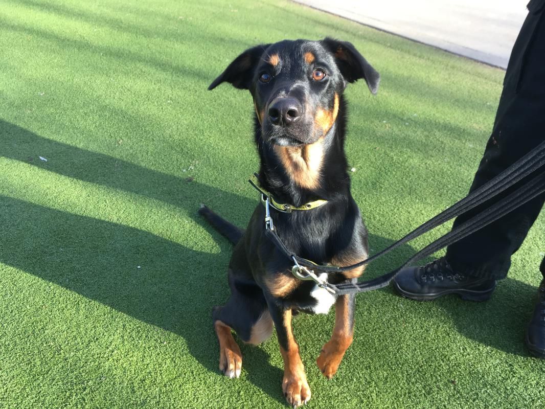 Bear Xx dogstrust rehomeadog Dogs Trust Rehoming Cute Dogs And bear-xx-dogstrust-rehomeadog-dogs-trust-rehoming-cute-dogs-and