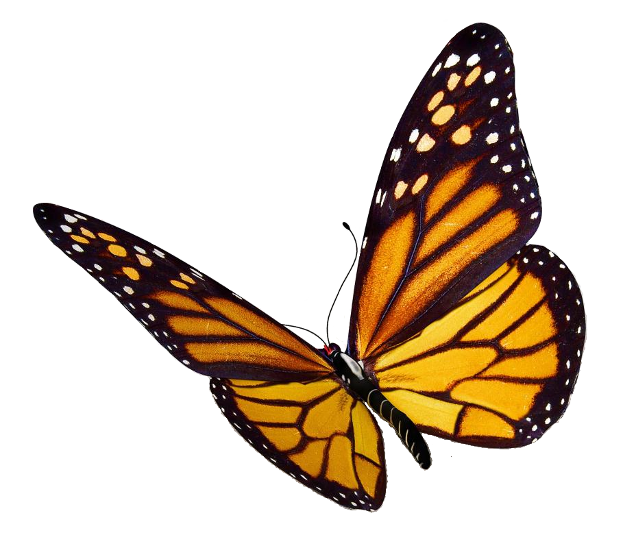 Epingle Par Paula Mulvenna Sur Images For Printing En Effet Papillon Papillon Peinture Papillon Epingle Par Paula Mulvenna Sur Images For Printing En Effet Papillon Papillon Peinture Papillon