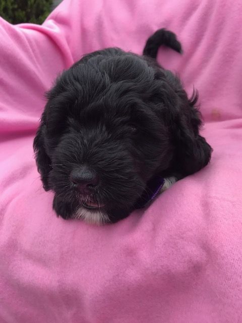 Miniature Bernedoodle Puppy For Sale In East Earl Pa Adn 35615
