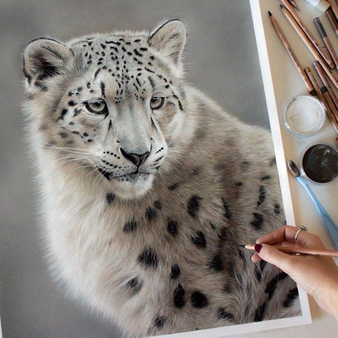 Realistic Animal Portrait Pastel Drawings Realistic animal drawings, Snow leopard drawing Realistic Animal Portrait Pastel Drawings Realistic animal drawings, Snow leopard drawing