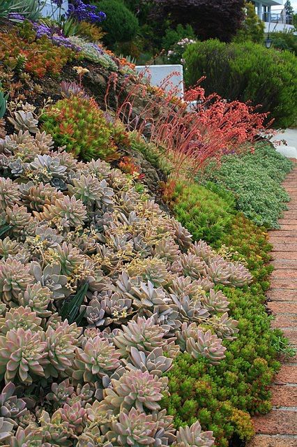 Vida Suculenta Succulents Gardens By David Feix Landscape Design Vida Suculenta Succulents Gardens By David Feix Landscape Design