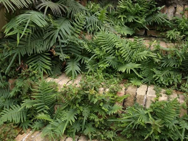 Steps Of St. Croix by Dennis Stein #tropischelandschaftsgestaltung