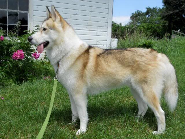 Siberian Husky Coat Colors Siberian Husky White Husky Dogs And