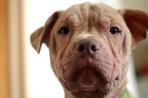 Adopt Mango Chutney On Pitbull Terrier Animals Pitbulls