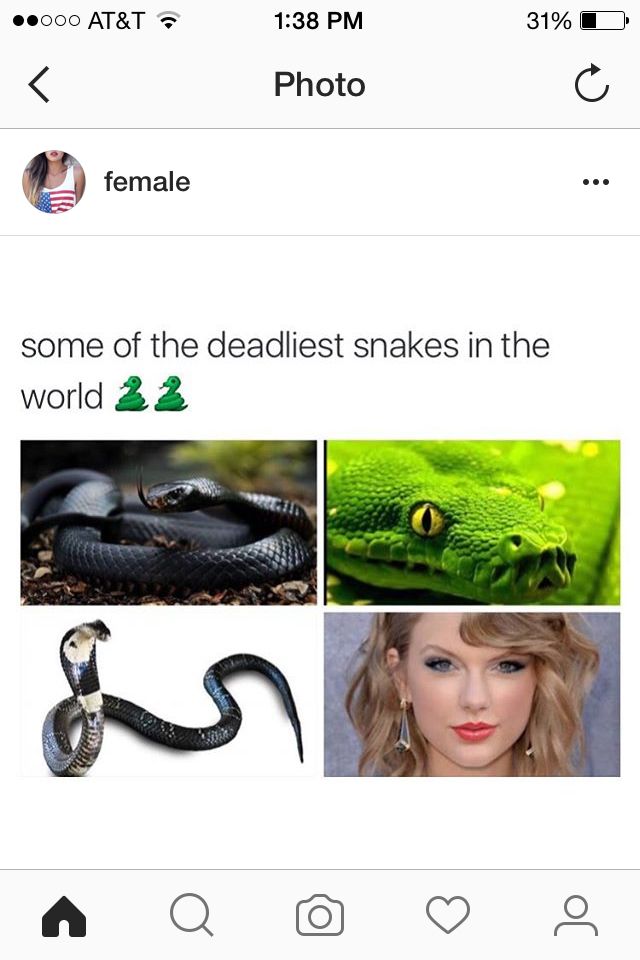 Social media is hating taylor swift too hard Taylor Swift, Snake, Memes