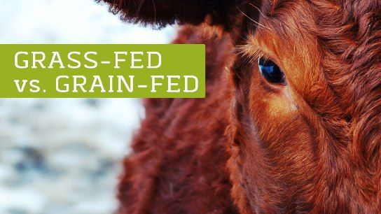 Aquaponics vs regular farming Aquaponics Could Be The Food Of The Future