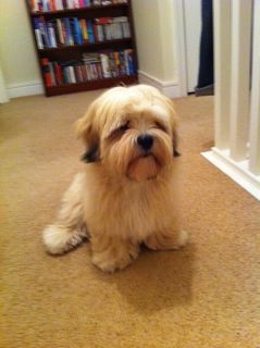 lhaasa apso pierdere în greutate