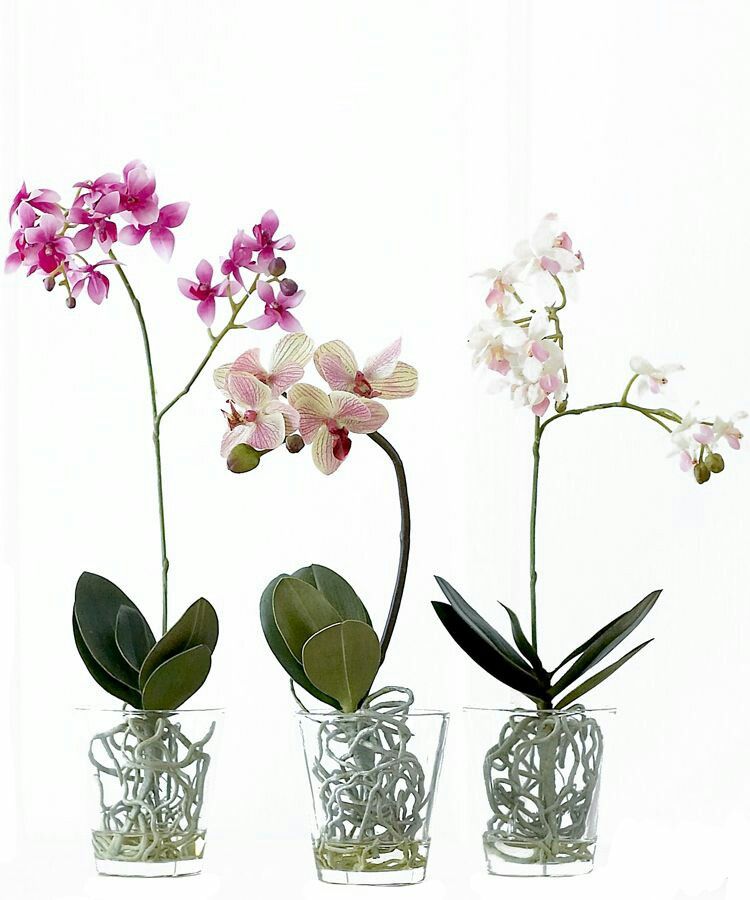 Phalaenopsis orchids in glass water culture | Flower garden design ...