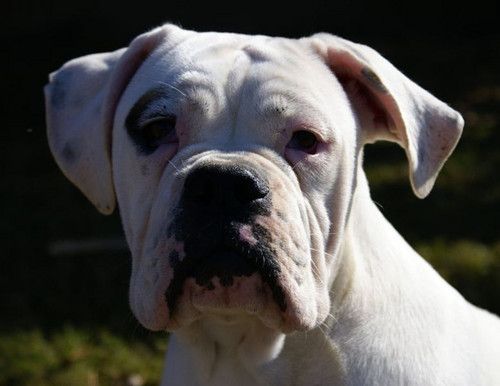 English Bulldog X Boxer Valley Bulldog Boxer Bulldog Bulldog