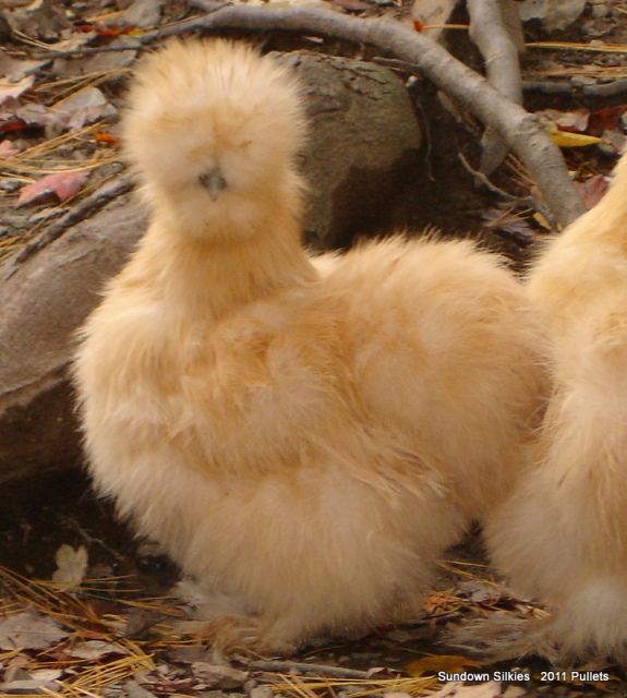silkie chicken as pet silkie chicken as pet
