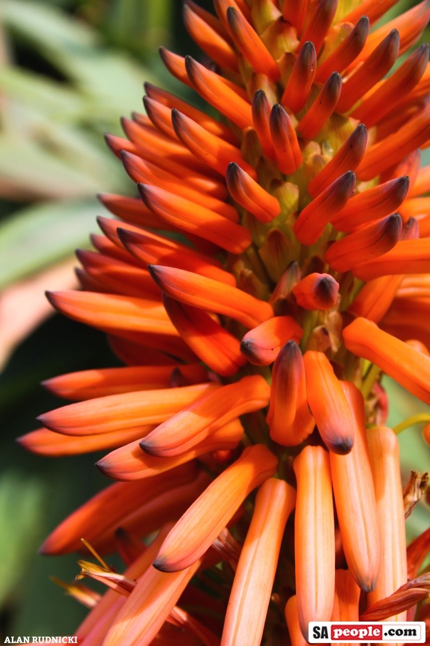 PHOTOS from Kirstenbosch Botanical Gardens... A Visual FEAST