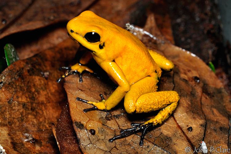 Estos animales de diferentes especies y lugares en el mundo suelen ser los más venenosos del reino animal, hoy en Momento 24 decidimos hablar de su especial habilidad para que los conozcas un poco más. Top 5 de los animales más venenosos del mundo
