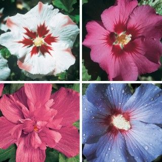 Hardy Hibiscus Collection Spring Hill Nursery Flowers Pinterest Hardy Hibiscus Collection Spring Hill Nursery