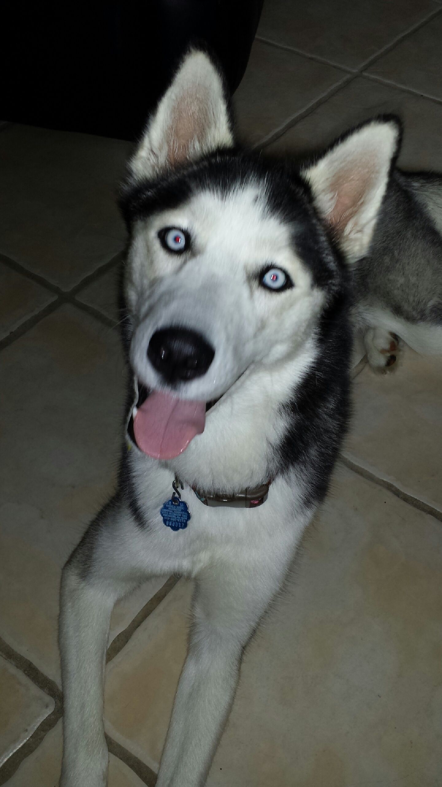Lost Missing Siberian Husky In Sarasota Florida Please