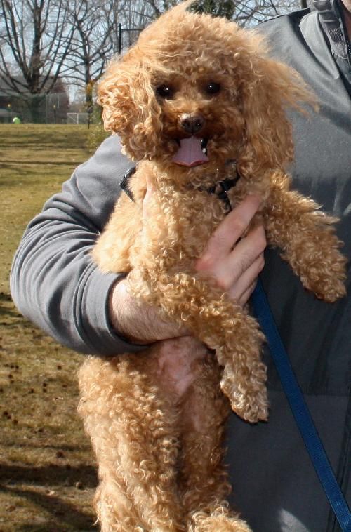 Caleb Standard Poodle Puppy For Sale In Pennsylvania Poodle