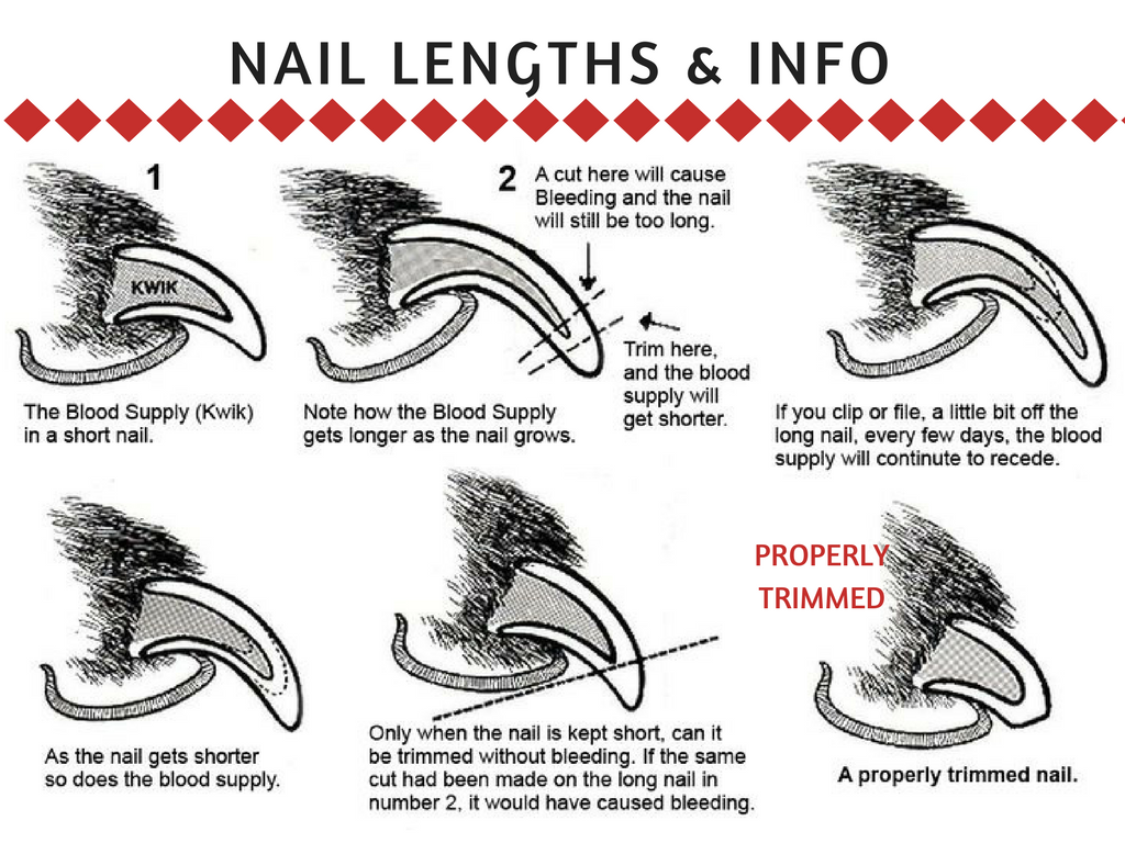 5. Short Nails with White French Tips - wide 4