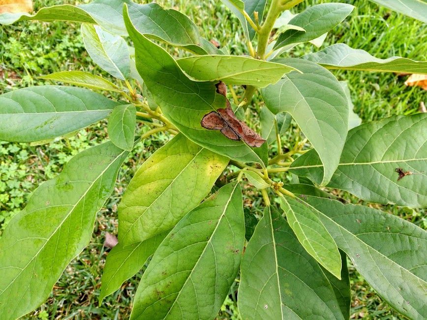 25 Arvores Para Plantar Na Calcada Sem Destrui La Arvores Para