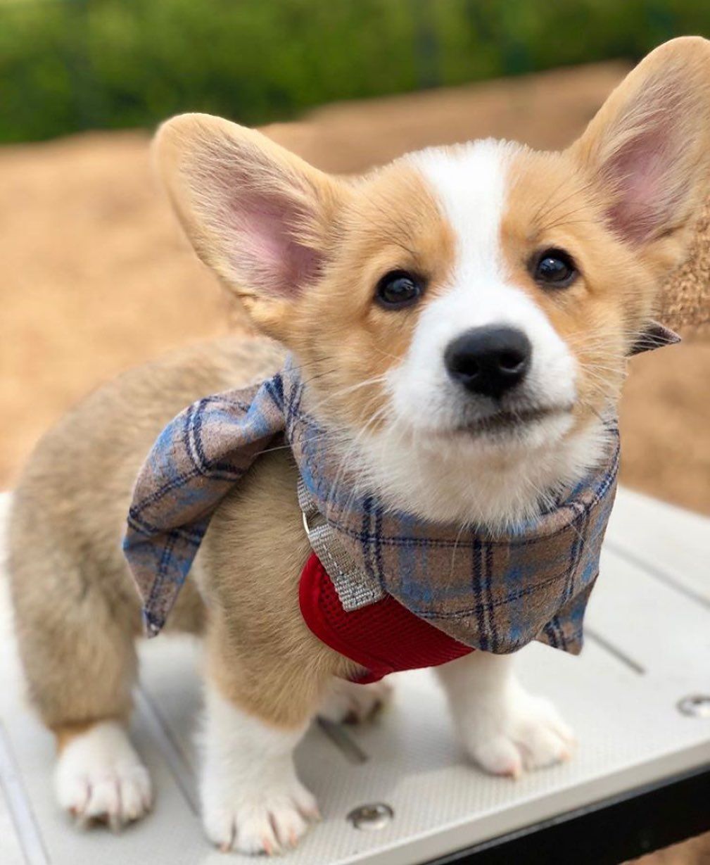 Corgi Dog Community On Instagram Dressed To Impress