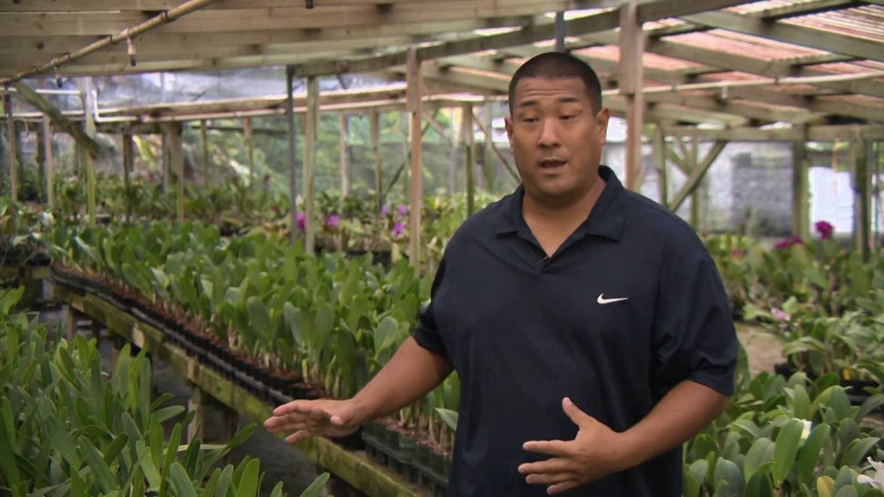Kawamoto Orchid Nursery Pbs Kawamoto Orchid Nursery Pbs
