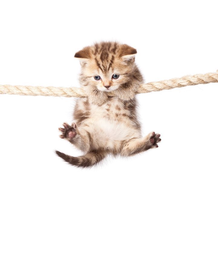 Hang in there, so cute Cats, Animals, Cats and kittens