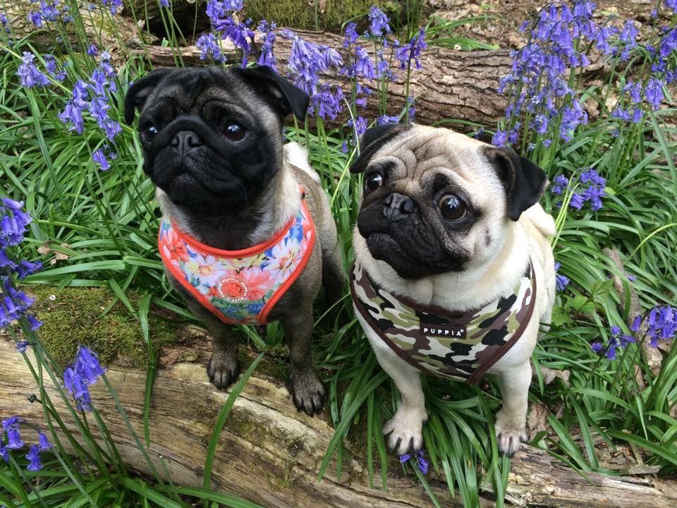 Puppia Harness S At Www Ilovepugs Co Uk Post Worldwide Pug Mania