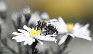 Noir Et Blanc Photos Gratuites Sur Pixabay 11 Photos Gratuites Photo Libre Photos Noir Et Blanc Photos Gratuites Sur Pixabay 11 Photos Gratuites Photo Libre Photos