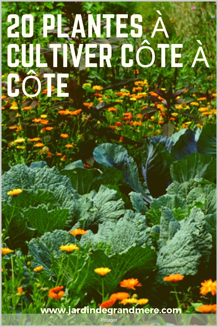 Que semer en octobre au potager ? Fiches pratiques du