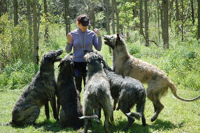 The Biggest Dogs In The World There Be Giants Big Dogs Giant