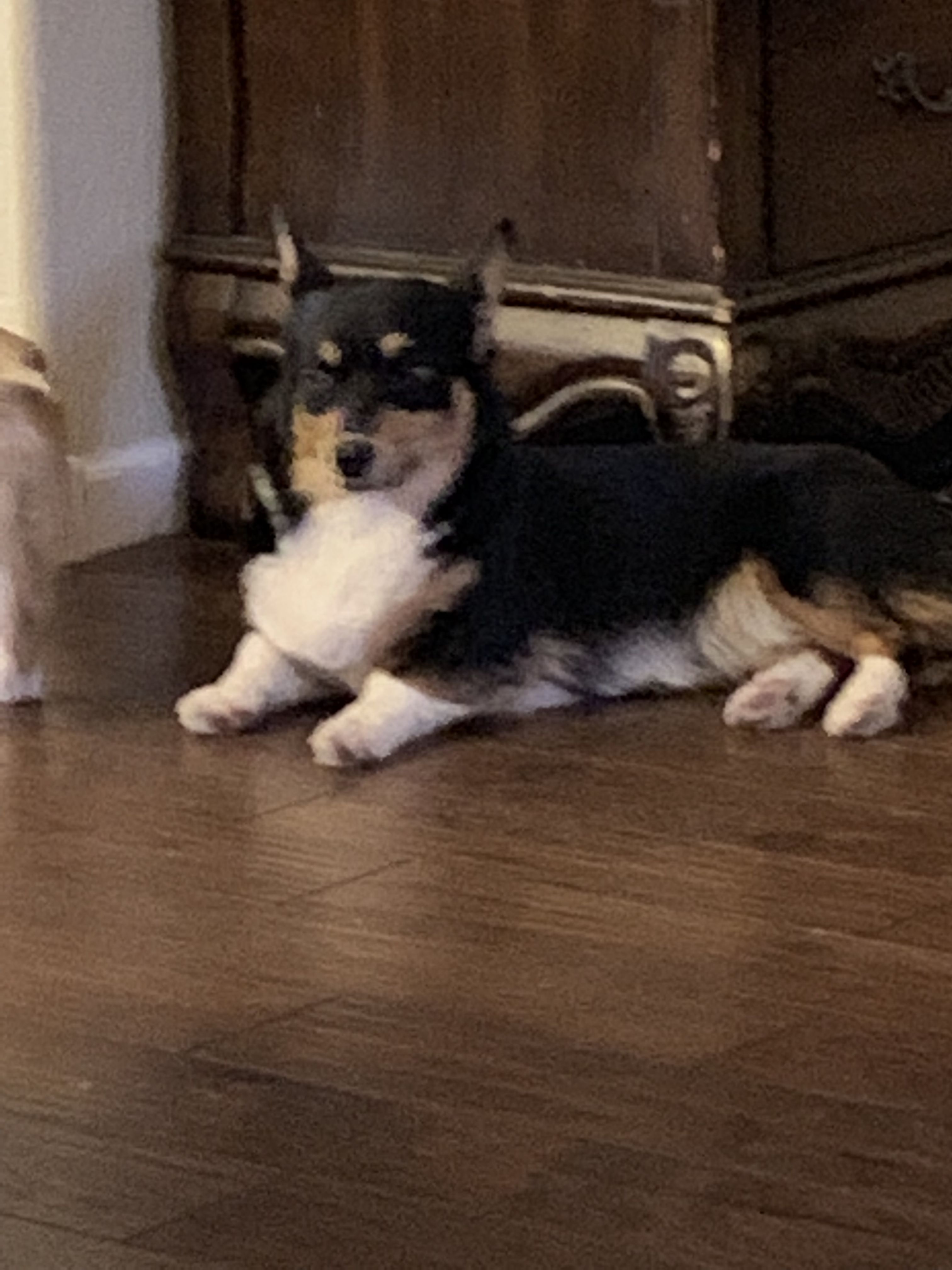 Twinkle The Wyoming Corgie Corgis Corgi Dogs Animals